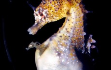 Seahorse