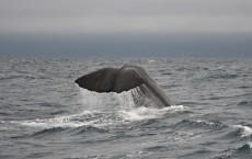 Sperm Whale