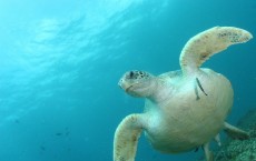 Sea Turtle