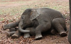 Baby Elephants