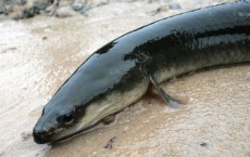 American Eel