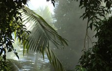 Tropical forest