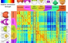 Connectivity Matrix