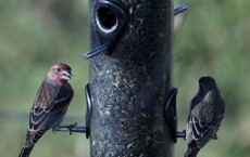 Male Finches