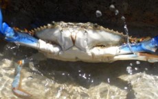 crab