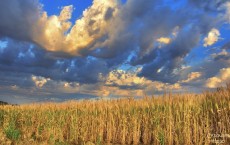 Wheat field