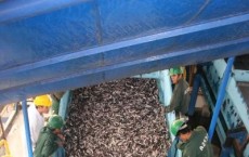 Anchoveta in a Peru Processing Plant