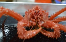 King Crab