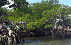 Decline In The Ocean's Marine Biodiversity- Mangroves and Coral Reef In Jeopardy.