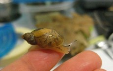 Chittenango ovate amber snail