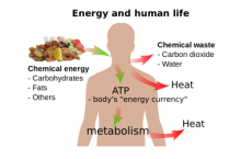 Scientists Reveals Food Conversion Into Energy