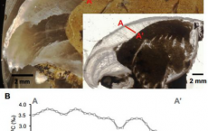 Scientists reveal 300 million year old shellfish deposits may have the answers to climate on Pangea. 