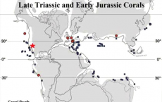 Scientists Examines Late Triassic and Early Jurassic Corals 