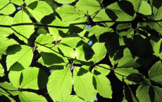 Scientists Find Broad leaf Trees Reduced Sensitivity To Global Warming