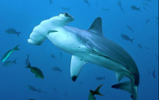 Ocean Predators May Help With Climate Change