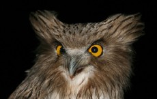 Fish Owl