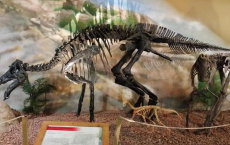 Dinosaur Species Maiasaura Undergoes Largest Population Study