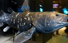 Coelacanth fish classified as a living fossil by researchers. 