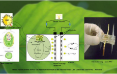 Algae Helps Scientists In Generating Clean Green Electric Power 