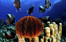 Ocean species more diverse than ever