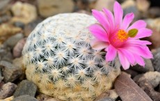 Cactus Flower