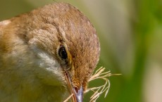 Eurasian Reed Warbler