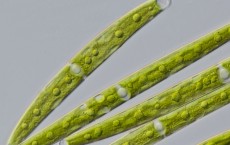 Closterium strigosum