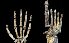 Homo naledi