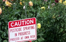 DDT Exposure Tied to Increased Risk and Severity of Alzheimer's Disease