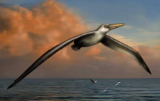 125-Million-Year-Old Bird Wing Helps In Flight Evolution Theory.