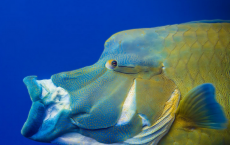 Fishes Protruding (long extendable) Jaws: Traces Back 100 Million Years