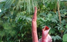 Amorphophallus konjac.