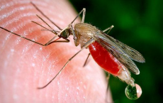 Humans And Apes Share The Same Malaria Virulence Genes