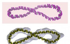 Supercoiled DNA