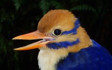 Moustached Kingfisher