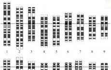 Human genome