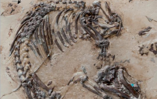 125-Million-Year-Old Mammal