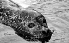 Harbor Seal