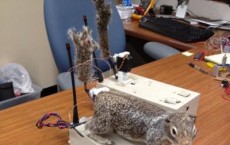 Robosquirrel