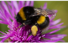 Buff-tailed bumblebee