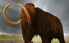 Woolly Siberian Mammoths Extinct Due To Human Hunting 