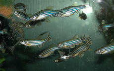 Zebrafish Shows New Insights On Human Heart Defects