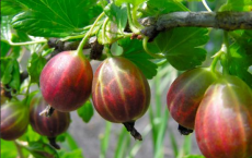 Gooseberry Fruit Contain Antioxidants That Fight Cancers And Heart Disease Developments 