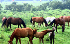 Horses' Maternal Ancestry Influence Foals' Gender 