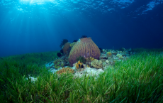 Sea Grass Had Better Growth In Acidic Water According To New Study