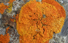 Orange Lichens Could Be A Potential Source For Anticancer Drugs