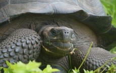 Galapagos Tortoise