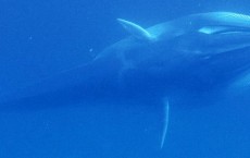 Omura's Whale