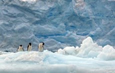 Adelie Penguins