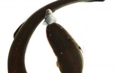 Electric Eel